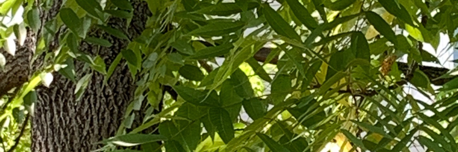 GibStra's banner