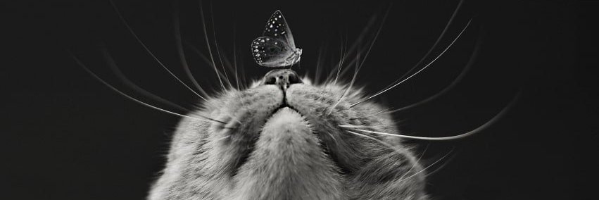 FrankieDoodle banner