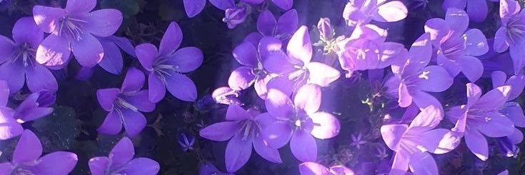 ✧☡ Elixar☡✧ banner