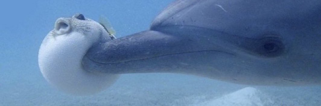 𝓰𝓻𝓲𝓯𝓯𝓸𝓷 banner