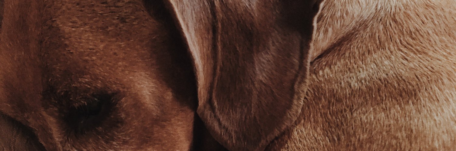 chagassdai's profile banner image