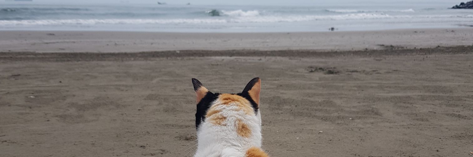 Oreaa_'s profile banner image