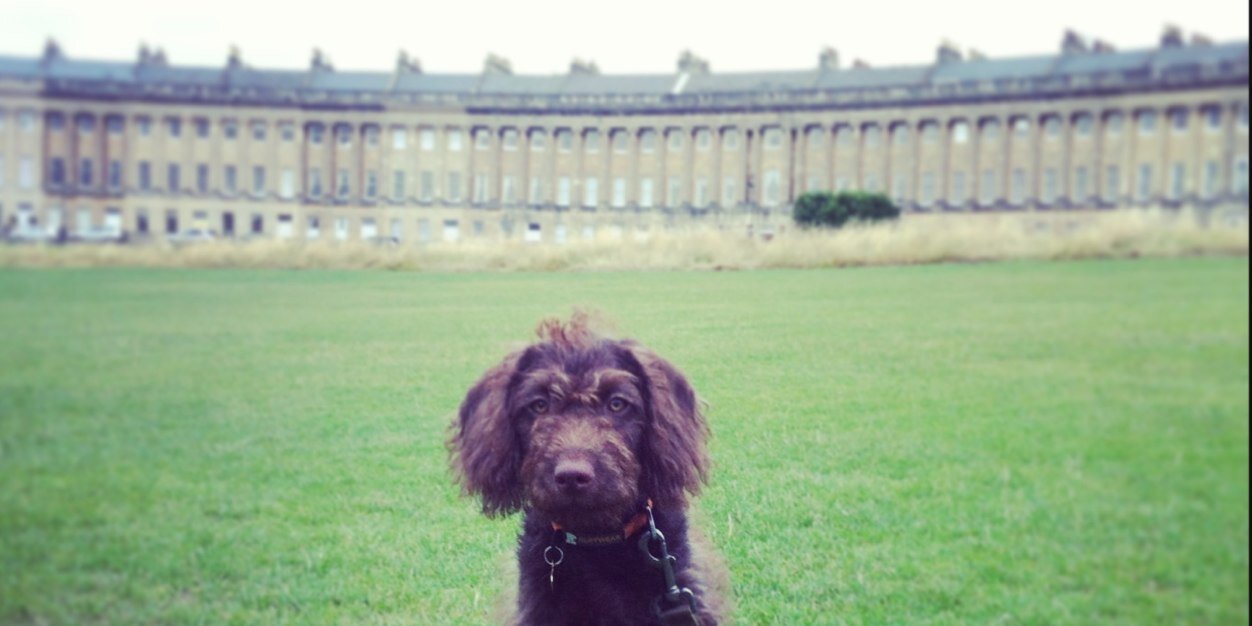 DogaboutBath's profile banner image