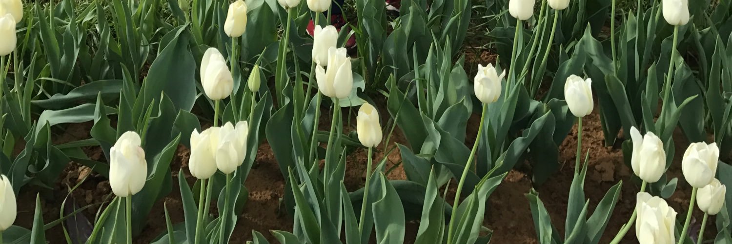 ToniDickenson's profile banner image