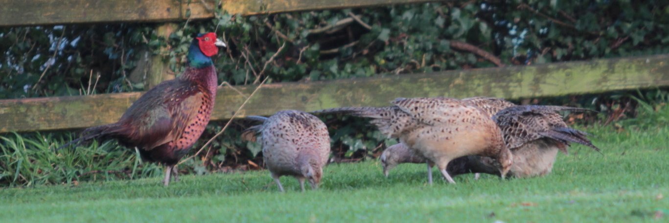 Henry J🇺🇦🇪🇺 No Farmers No Food banner