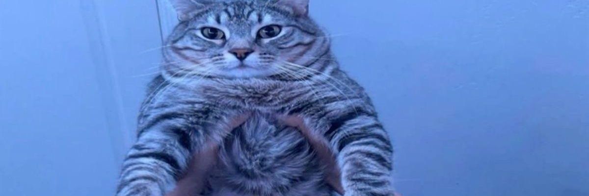 indie 🏳️‍⚧️🇦🇺 banner