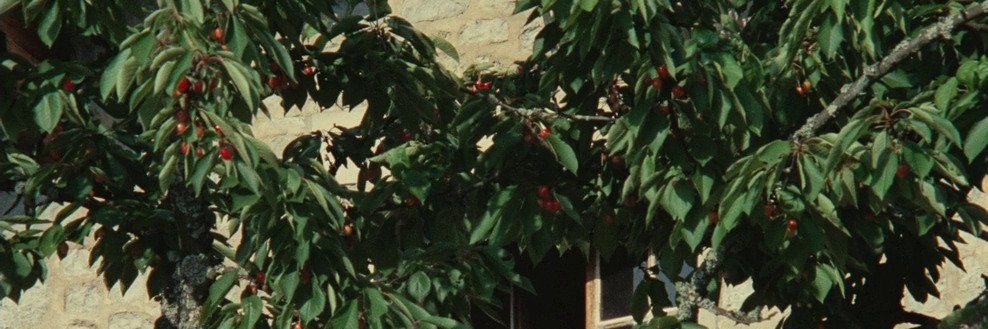 Marta Berenguer banner