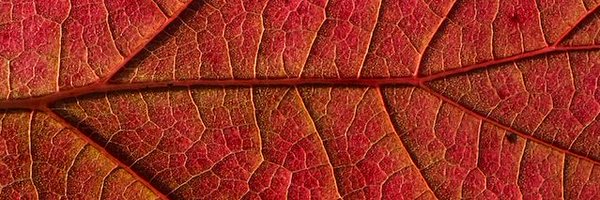 farleaf_UP Profile Banner