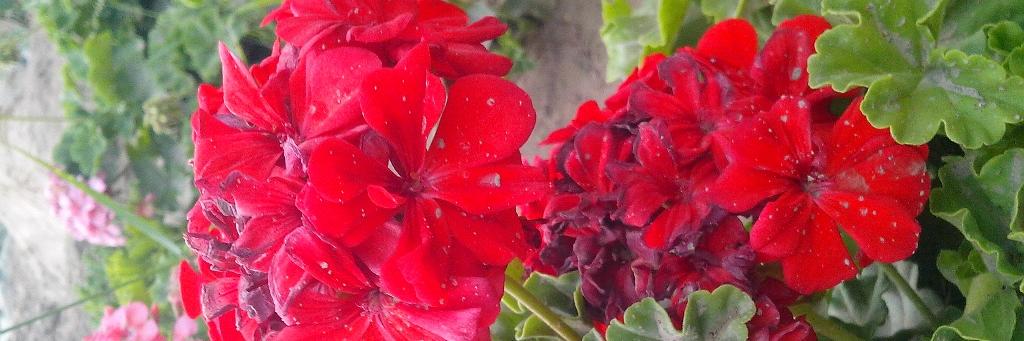 Younes_Panezai's profile banner image