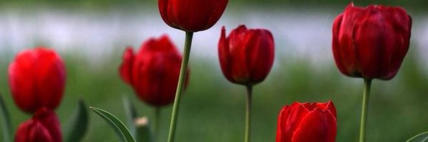 AsadSadeghpoor Profile Banner