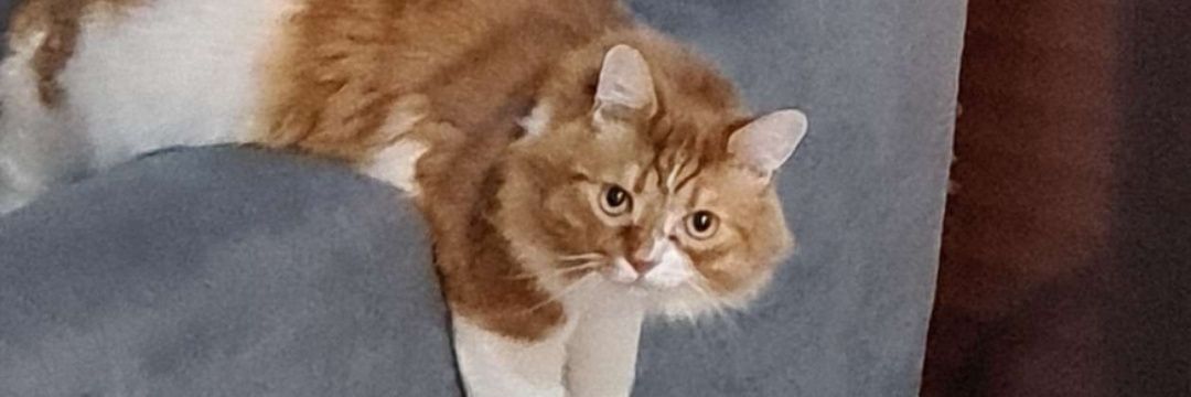 Bigosplacho's profile banner image