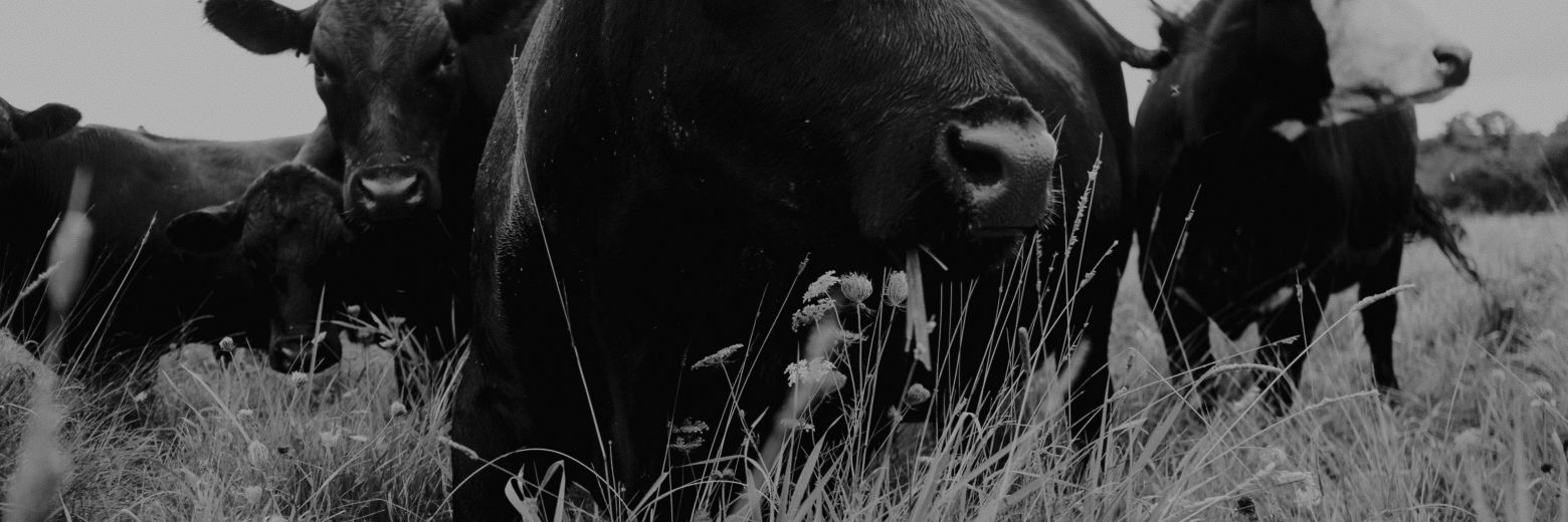 Under the Black Flag banner