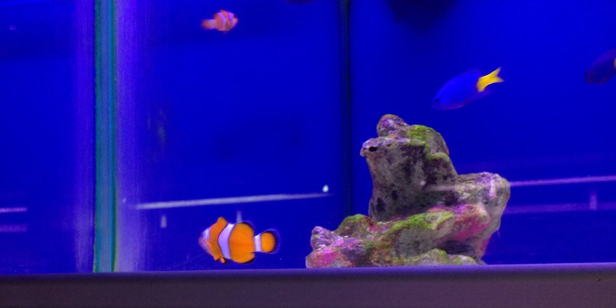fionanewham's profile banner image