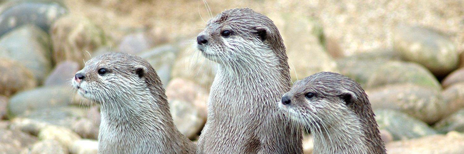 Liberty Otter banner