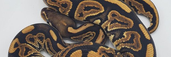 ConceptPythons Profile Banner