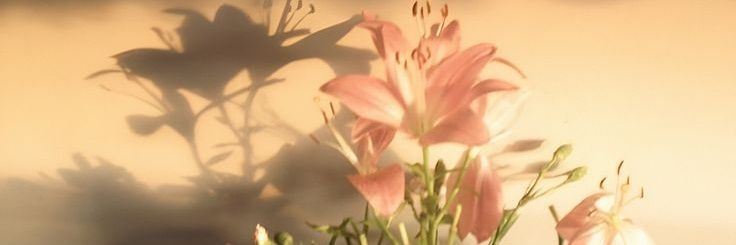 𝐀𝐥𝐲 🔖 banner