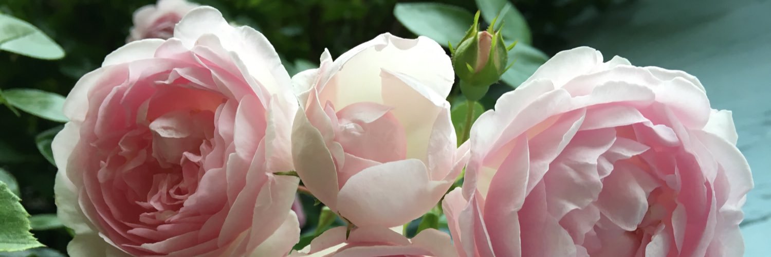 mrs_steph's profile banner image