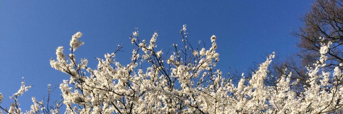 Simon Everest banner