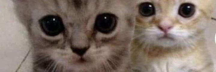 Edmondson🐈 banner