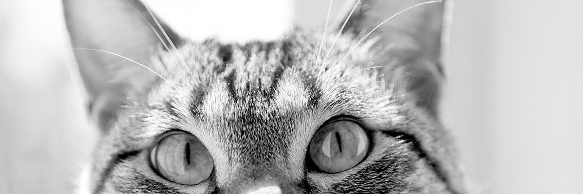 jrgenesi's profile banner image