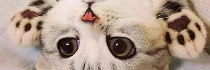__melegari's profile banner image