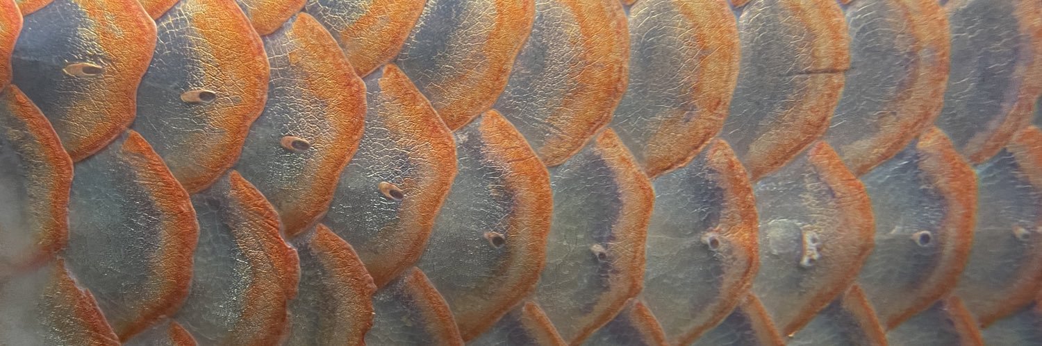 あかみ🐙 banner