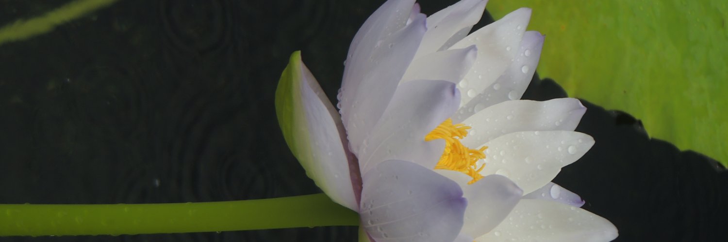 NEW CHI YUEN banner