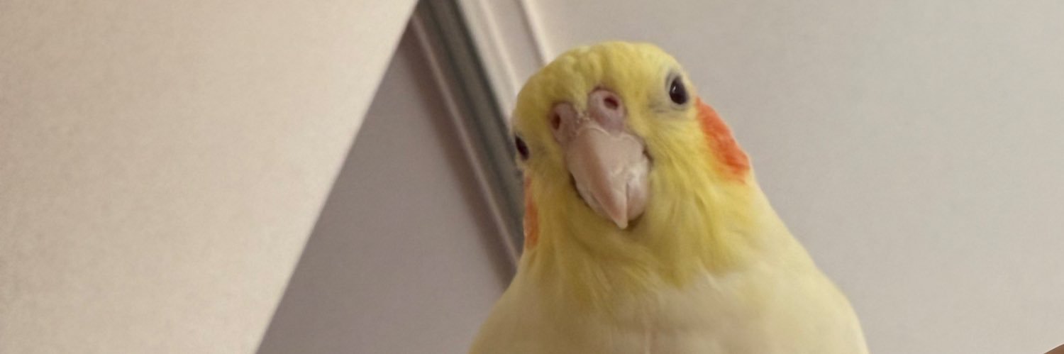 シェイシェイ banner