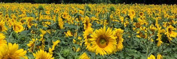 MarkOrlan Profile Banner