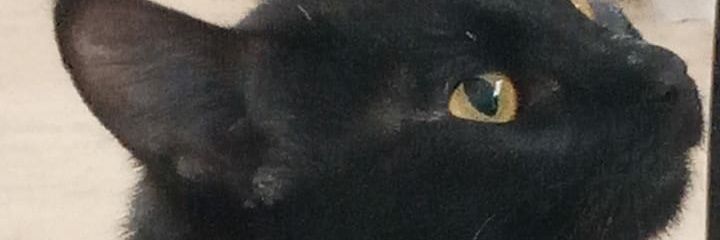mlsthemermaid's profile banner image