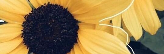 liby_olivaz's profile banner image