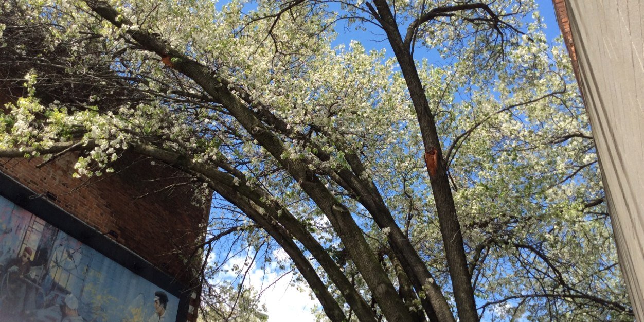 Barb Michaels banner