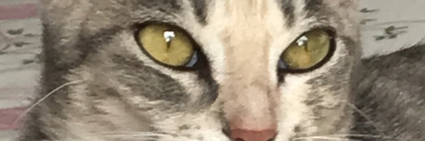 patriciajunca22's profile banner image