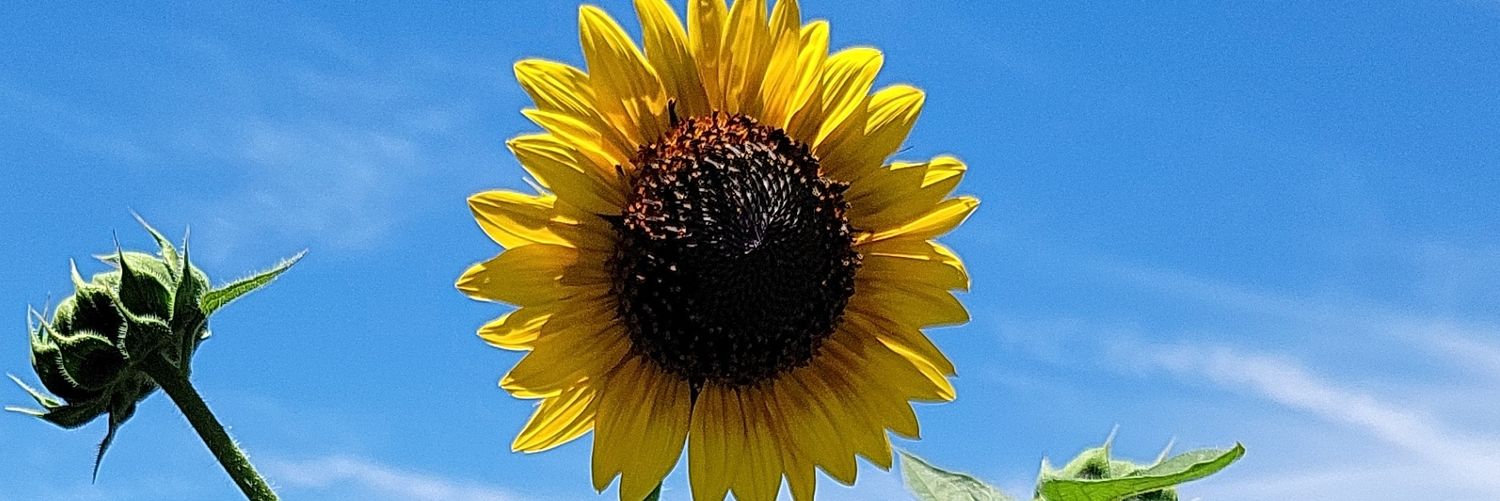 Tenenerr's profile banner image
