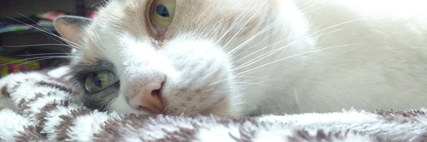ayogimles's profile banner image