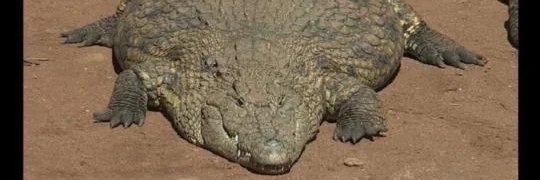 Tailer 🐊 banner