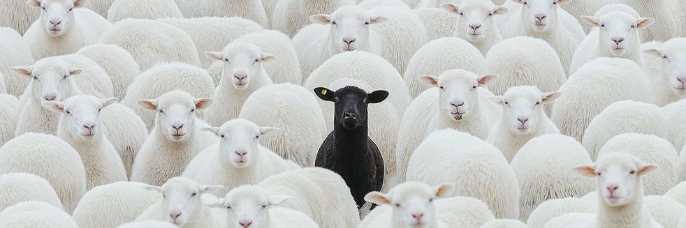 ibrahim çaça banner