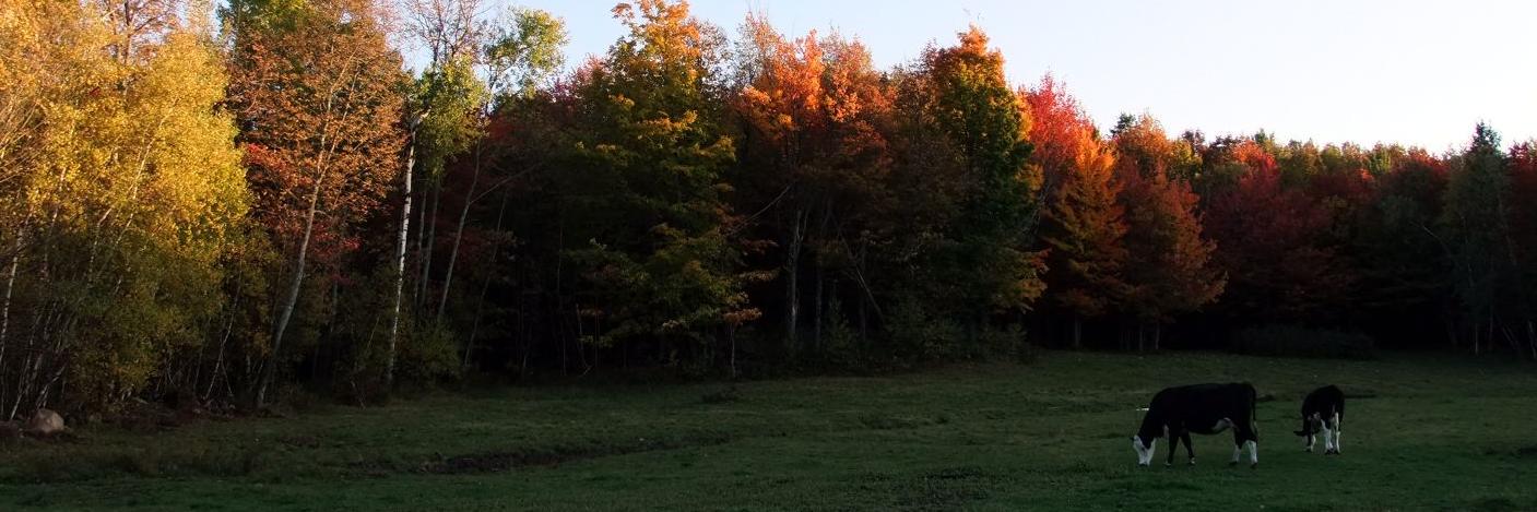 JaredGonia's profile banner image