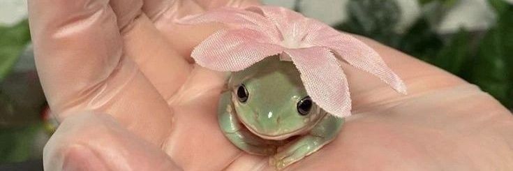 номологическая бездельница banner