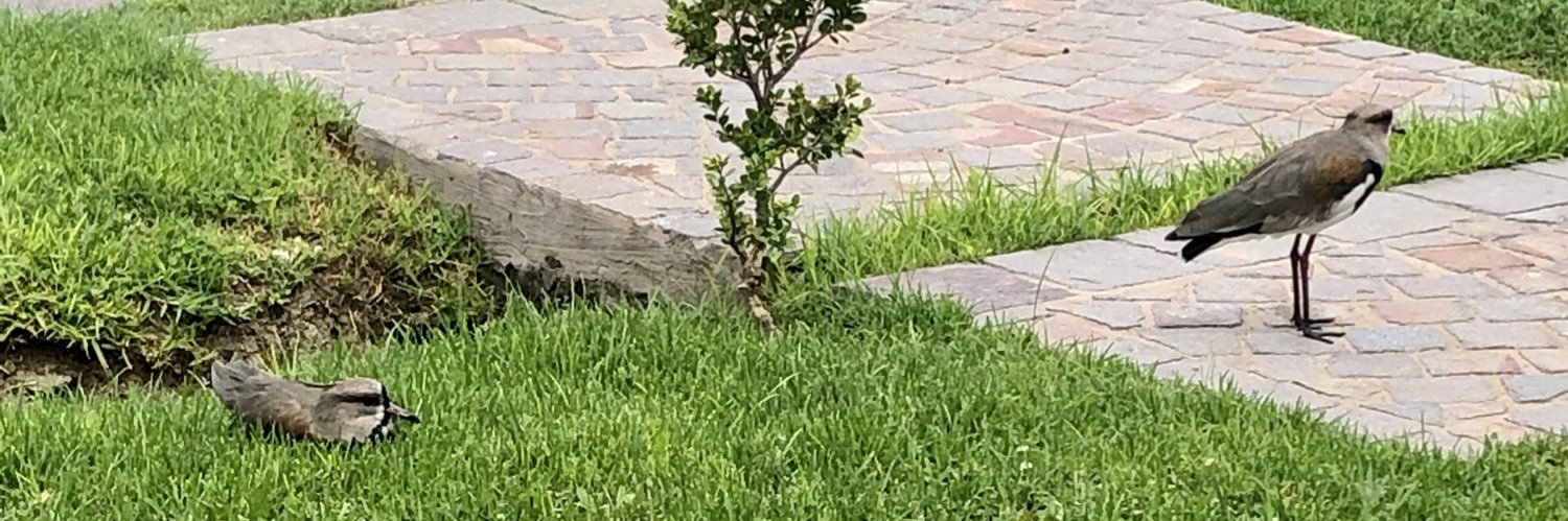 DocNano🦇🔊 banner