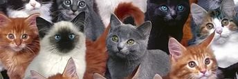 kardeleeeenn's profile banner image