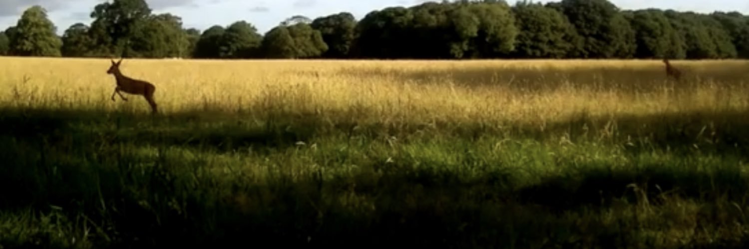 Roe Deer Diary's banner