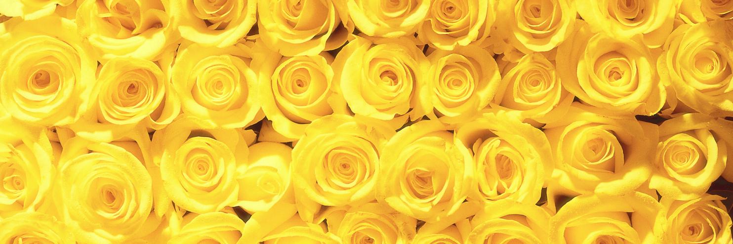 DiBellaFlowers's profile banner image