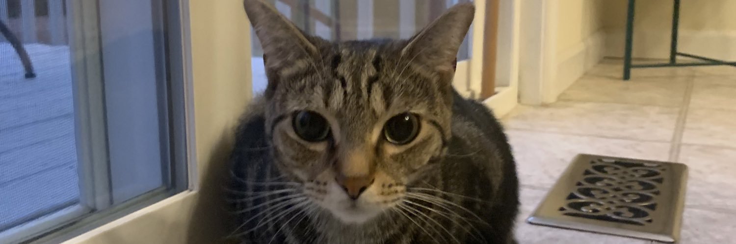 fern 💛🤍💜🖤 banner