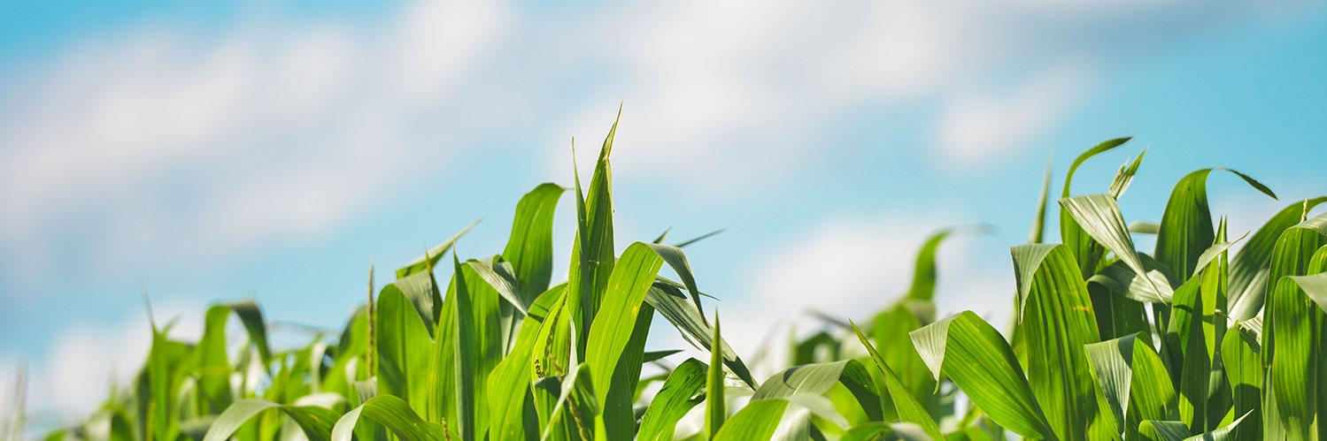 LFrugally's profile banner image
