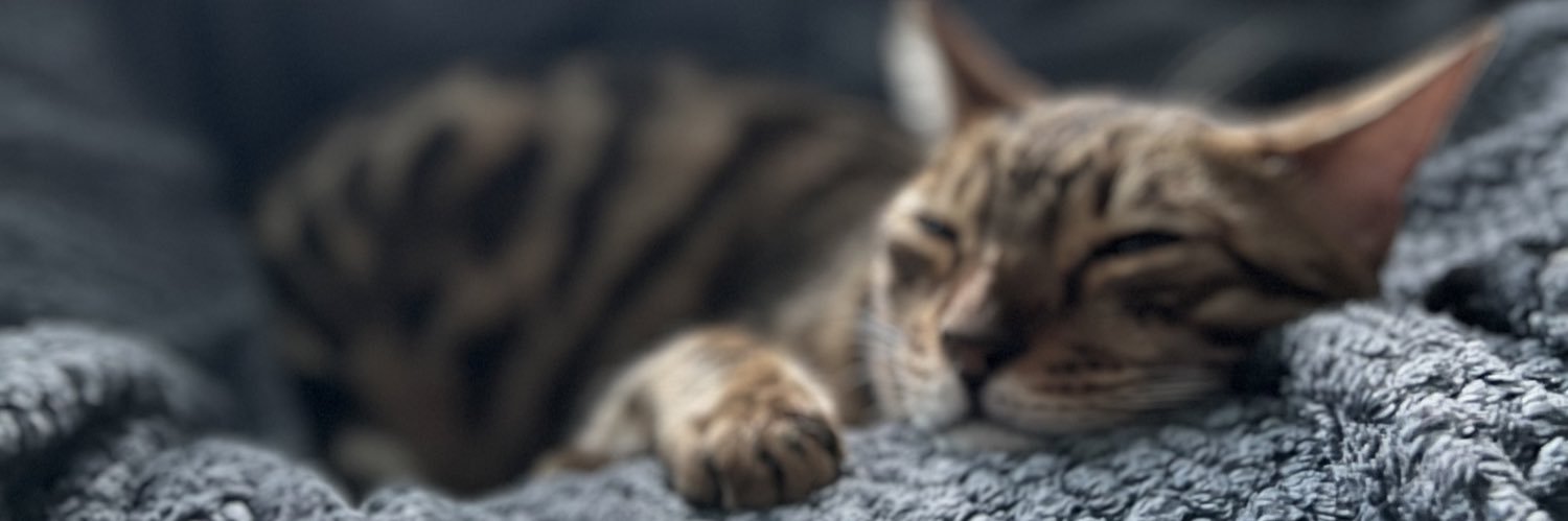 MarcelHolter's profile banner image