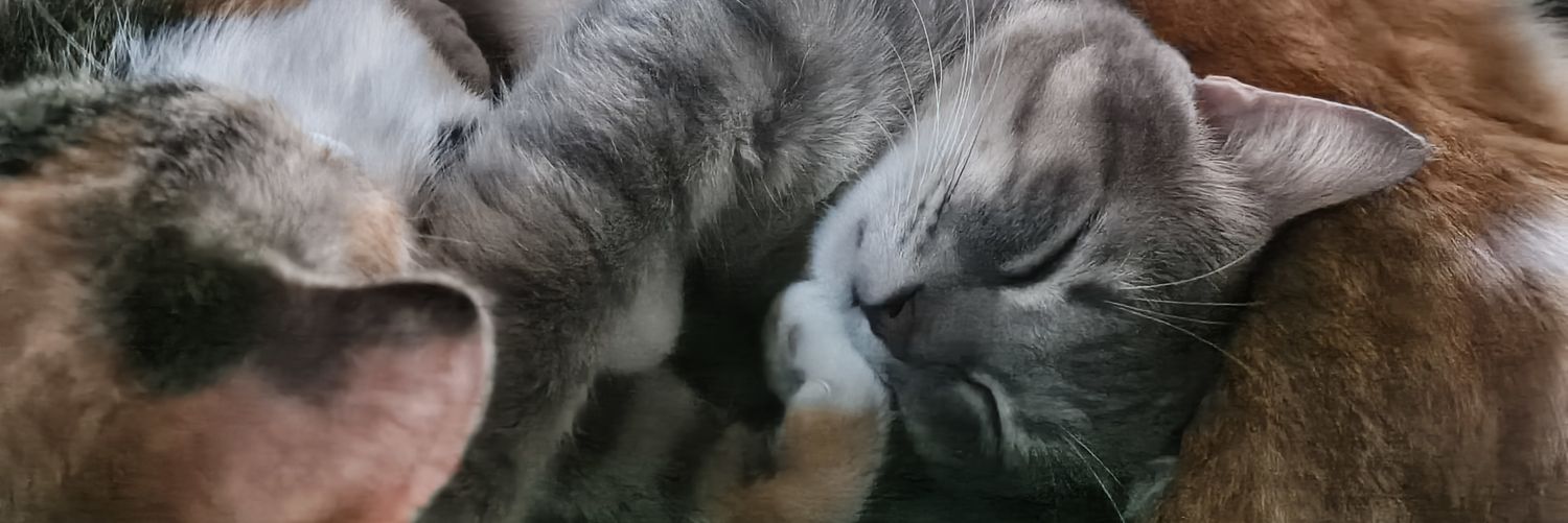 iqueenimi's profile banner image