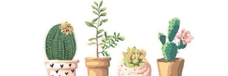 Aini🌵🌹 banner
