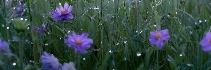 Robin Georgens banner