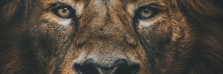 lookabbey's profile banner image